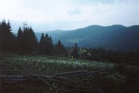 W drodze na Bukowine Waksmudzk1