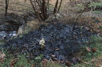 Lepie?nik Bia3y w plamie z ropy