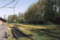 Tory w kwiatach. Gorlice