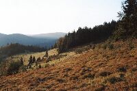 wschodni stok Turbaczyka