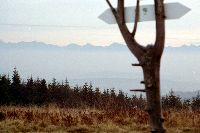 Tarty z Hali Krupowej